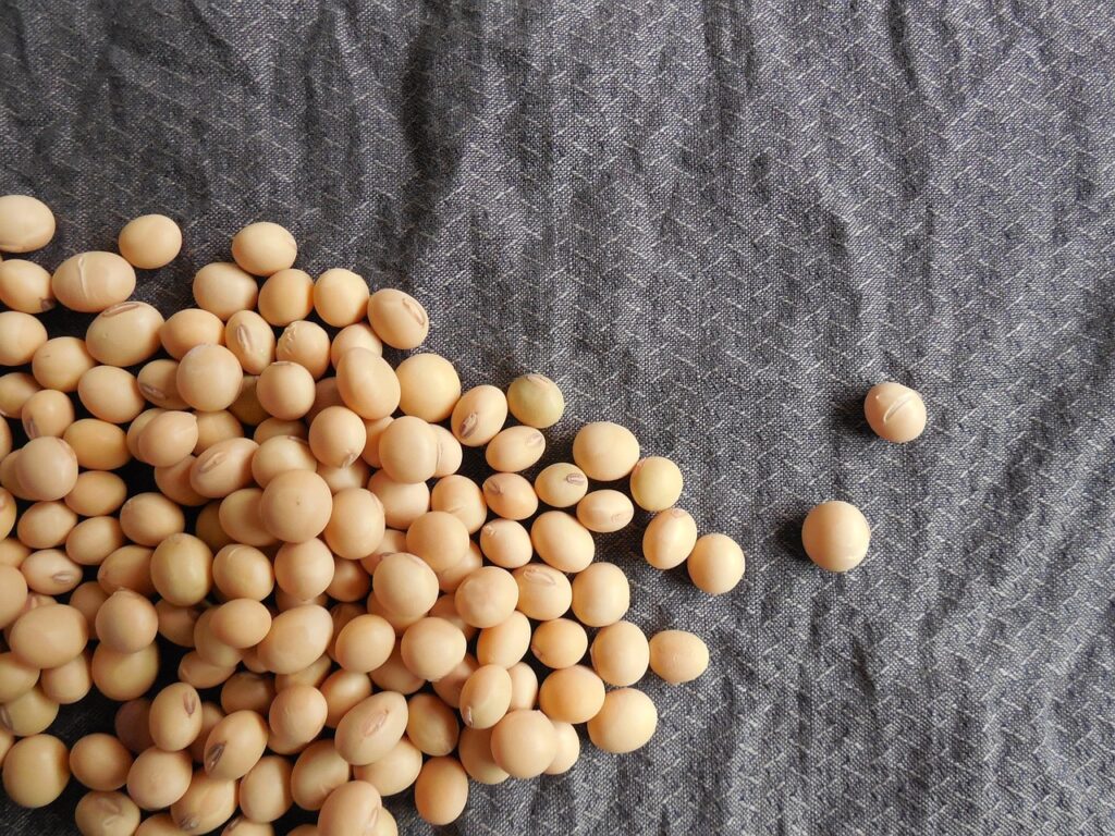 The Complete Guide to Plant-Based Protein: Benefits, Sources, and How to Use It