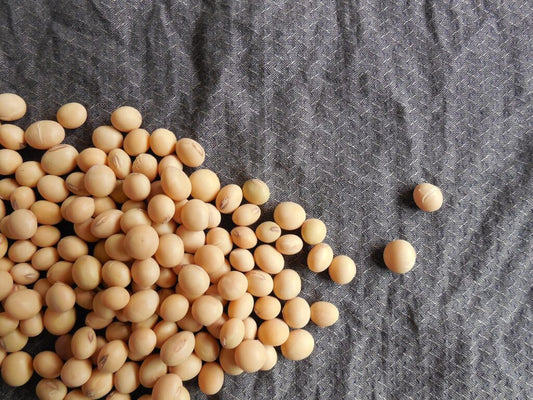 The Complete Guide to Plant-Based Protein: Benefits, Sources, and How to Use It